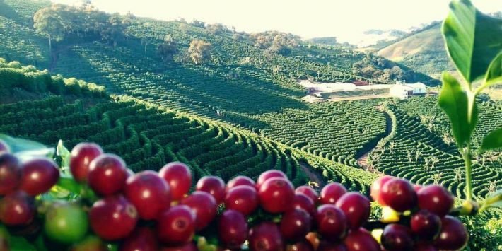 Jornal do Campo ES  Colheita do café conillon começa em breve