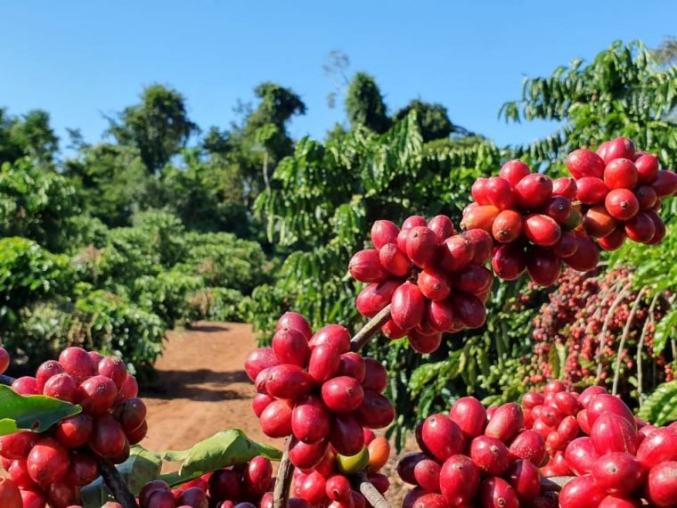 Faturamento da lavoura cafeeira de Rondônia atinge R milhões e equivale a da receita