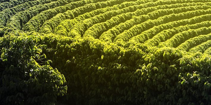 Jornal do Campo ES  Colheita do café conillon começa em breve