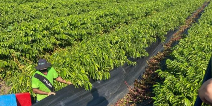 Governo ES - Abertura da colheita do Café Conilon no Estado é